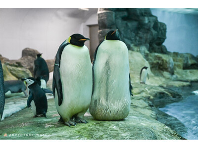 絶滅危惧種のコウテイペンギンの今シーズン初産卵を確認！ ～ 昨年、世界初（当パーク調べ）の有精卵を確認した「人工授精」プロジェクトも継続 ～