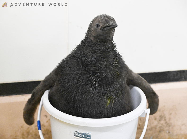 まるでキウイフルーツ？！この夏に誕生したオウサマペンギンの赤ち…