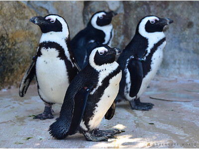 白良浜海水浴場海開きに「ケープペンギン」がパークの広報として参加「ペンギンパレード」が６月に４年振りに帰...