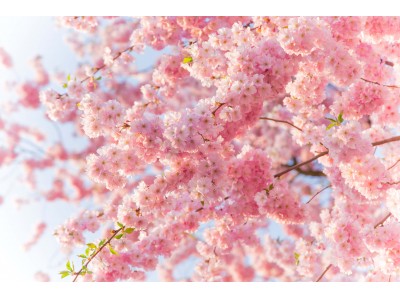 開花が待ち遠しい！バレンタインデーも新生活も “桜” に願いを込めて“胸をキュン” な 桜にまつわる恋のジンクスとは？