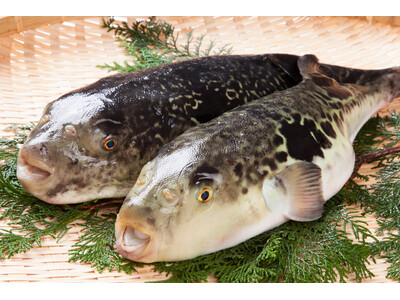 淡路島3年とらふぐを使った冬季限定-特別メニューが新登場！明石海峡大橋直結、淡路ハイウェイオアシスの本格鮨処 「すし富」から2025年12月1日(月)より提供開始