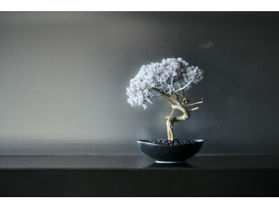 パークホテル東京 再生盆栽アート「WITHERS TAIZAN BONSAI」設置のお知らせ