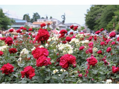 与野公園のバラの開花に合わせ「ばらまつり2019」を開催します