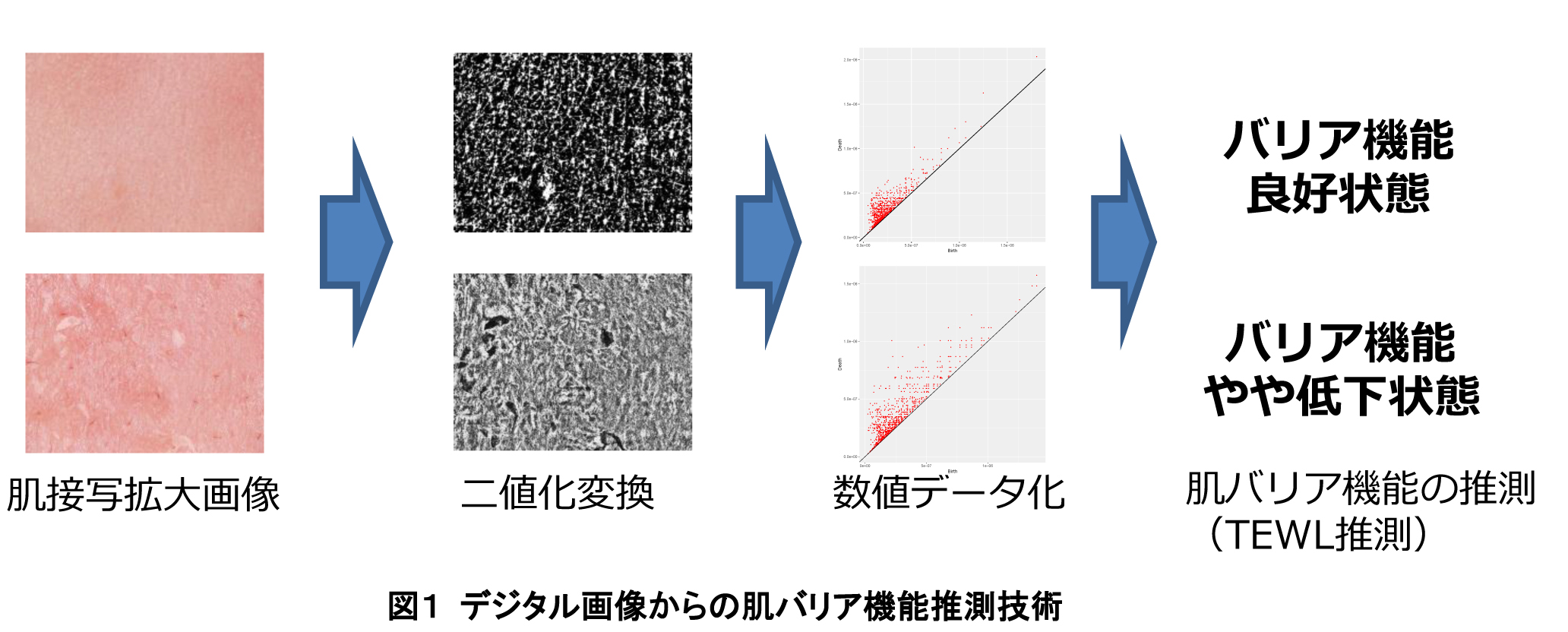 肌バリア機能を画像から簡便かつ迅速に計測する技術を開発　トポロジカルデータアナリシスと機械学習を用いた画像解析技術