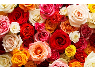 アフリカのバラ専門店、AFRIKA ROSE & FLOWERS 4月11日(木)六本木ヒルズにグランドオープン！