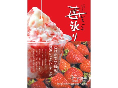 【愛媛・松山】P・SPO、松山土曜夜市に今年も出店　かき氷「苺氷り」販売＆古着POPUP開催