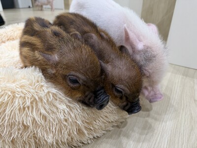 【愛媛・松山】松山初※のマイクロブタカフェ「P・SPO Pig Cafe」が7月3日オープン