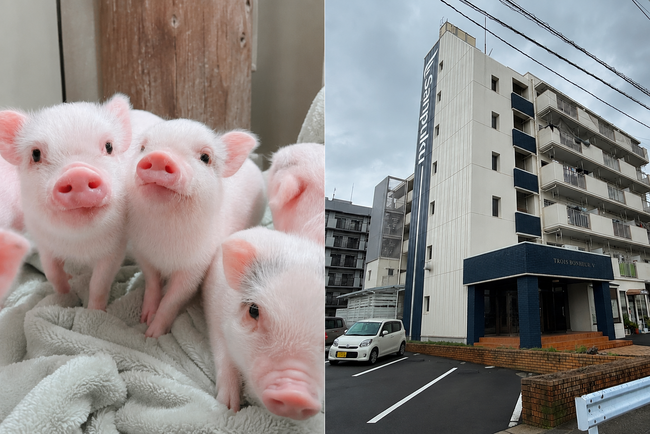 松山市でマイクロブタ・大型犬と暮らせる賃貸マンションが誕生　愛媛県初※の「マイクロブタ対応賃貸住宅」を三福管理センターが提供開始