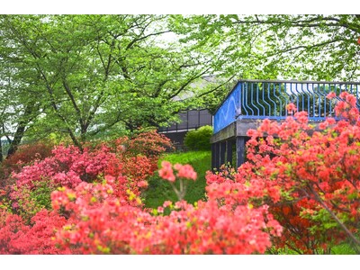 斜面を朱色に染める狭山市の花「ヤマツツジ」