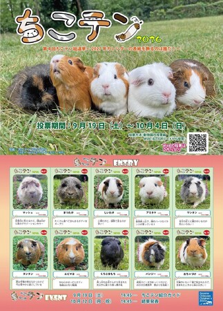 【智光山公園】推しテンジクネズミは誰だ!? 100頭以上の頂点を決める熱き戦い、智光山公園こども動物園「第4回 ちこテン総選挙」投票は明後日2026年10月4日(日)まで