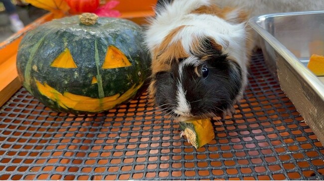 【智光山公園こども動物園】動物たちのユニークなカボチャの食べ方を間近で観察！秋のハロウィンイベントを開催中　かわいらしい動物を見においでよ！