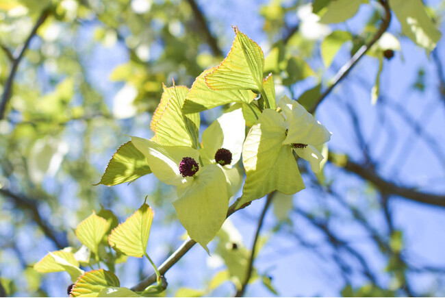 【埼玉県狭山市】幸福の白い「ハンカチノキ」が見ごろを迎えています