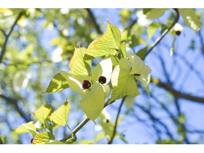 【埼玉県狭山市】幸福の白い「ハンカチノキ」が見ごろを迎えています