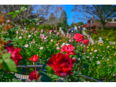 【埼玉県狭山市】智光山公園の秋バラが見ごろを迎えています　８０品種７００株のバラが園内を彩る