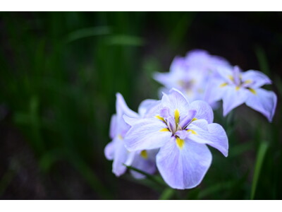 【埼玉県狭山市】智光山公園の花菖蒲園が美しい季節へ。6月6日・7日には「花菖蒲まつり」を開催！