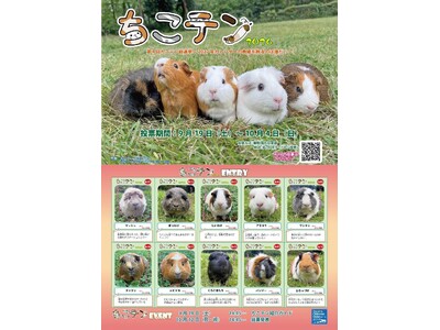 【智光山公園】推しテンジクネズミは誰だ！？ 100頭以上の頂点を決める熱き戦い、智光山公園こども動物園「第4回 ちこテン総選挙」2026年9月19日(土)より開催！
