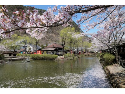 江戸ワンダーランド日光江戸村お江戸の花見、いざ開宴。