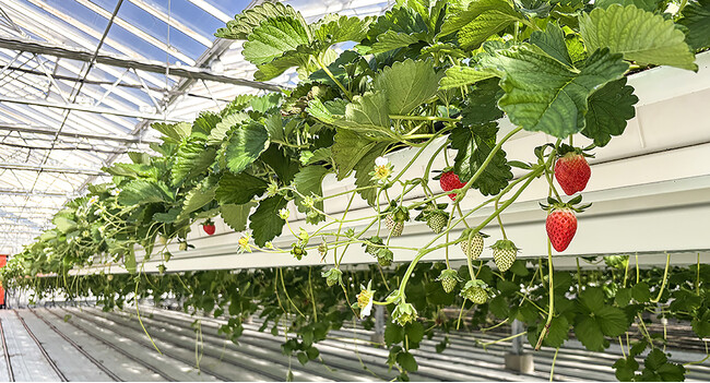 持続可能な農業で実現する高品質イチゴが初出荷