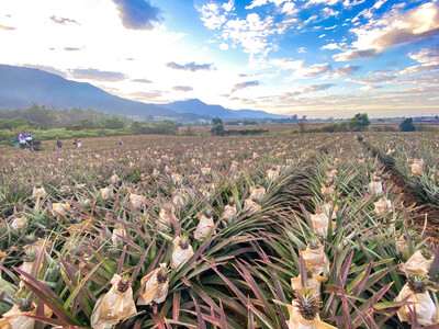 コールドチェーンでつなぐ 「台湾パイン」2026年シーズンの全国供給を本格始動