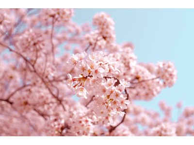 ZEN PLACE | 「高輪 桜まつり2024」春空の下で心と体を整える「SAKURA morning...