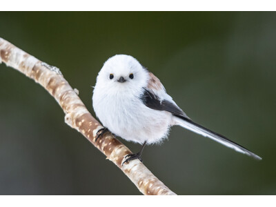 シマエナガを探しに冬の支笏湖を散策――「しこつ湖 鶴雅リゾートスパ 水の謌」で湖畔トレッキング付きプランを販売中