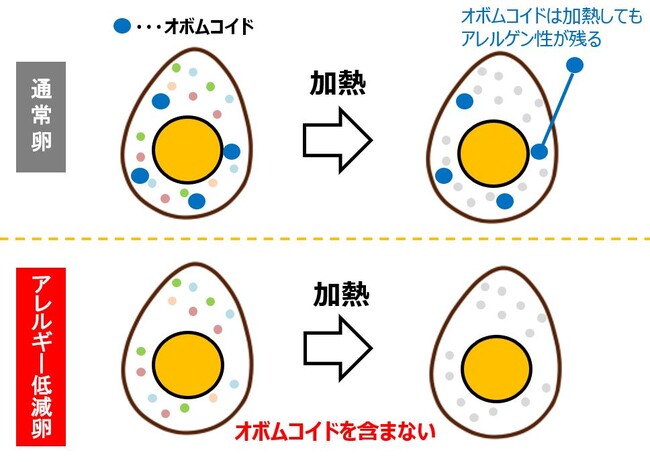 アレルギー低減卵でおいしさと低アレルゲン性を両立した菓子メニューの可能性を確認。卵・乳・小麦に配慮したクッキーやプリンでレシピ開発