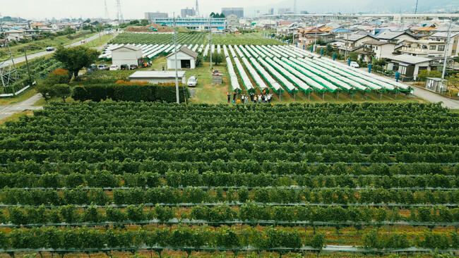 “日本ワイン”をカジュアルに楽しむ。NY発祥の「THE CITY BAKERY」が、自社農園のぶどうを「京都ワイナリー 四条河原町醸造」にて醸造。オレンジワインの提供をスタート！