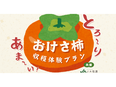 【佐渡汽船】JA佐渡と連携した「おけさ柿　収穫体験プラン」発売
