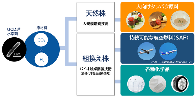 コリネ菌の “梁山泊” へ　コリネ菌ATCC13032株による革新的プラットフォーマー事業を開始