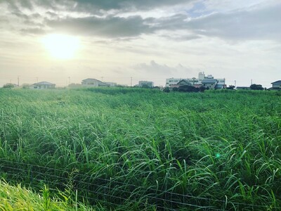 【ちくらつなぐホテル】サトウキビ栽培最北限の地・南房総で「サトウキビ収穫体験プラン」を11月より販売開始。