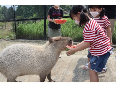 夏の風物詩!今年もカピバラスイカパーティーを開催!