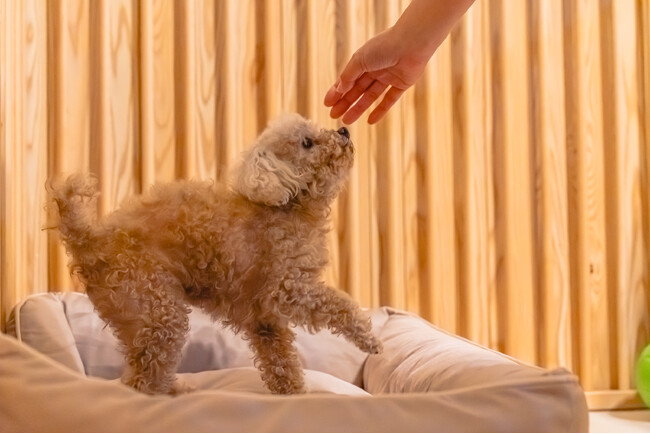 【兵庫グランピング】愛犬との特別な旅行は、一日一組限定の特別なグランピングテントに泊まろう！