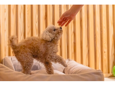 【兵庫グランピング】愛犬との特別な旅行は、一日一組限定の特別なグランピングテントに泊まろう！