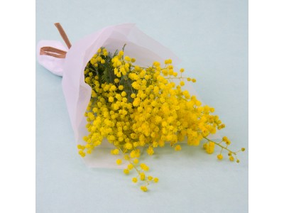 3月8日、愛と幸せを呼ぶミモザの花で女性に感謝を伝える日、フェスタ・デラ・ドンナ、ＣＯＣＯＮＫＡＲＡＳＵＭＡにて今年も開催。