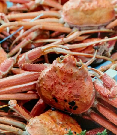 「輪島かにまつり」が能登半島地震を乗り越え4年ぶりに復活！「能登と東北をつなぐ 輪島かにまつり」として、宮城県・ゆりあげ港朝市で11月23日（日）に開催