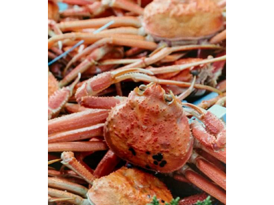 「輪島かにまつり」が能登半島地震を乗り越え4年ぶりに復活！「能登と東北をつなぐ 輪島かにまつり」として、宮城県・ゆりあげ港朝市で11月23日（日）に開催