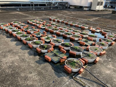 使用済み紙おむつから生成したオーガニック培養土の植物生育実験で良好な結果を測定