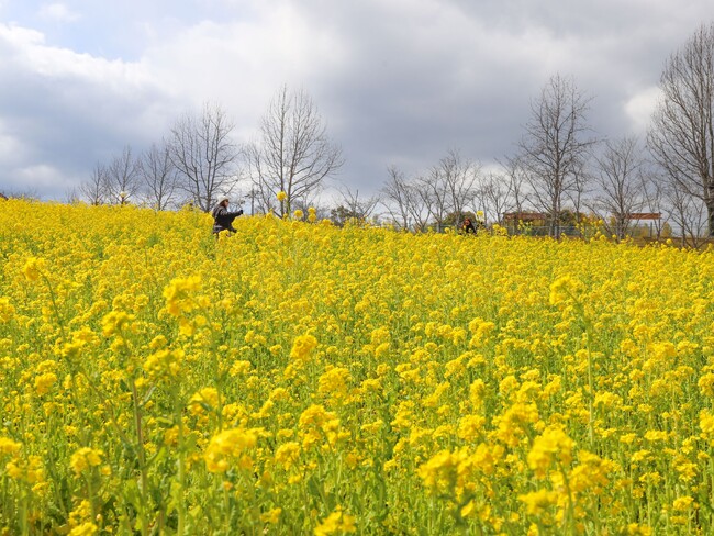 プレスリリース「【満開】50万本の菜の花　【堺・緑のミュージアム　ハーベストの丘】」のイメージ画像