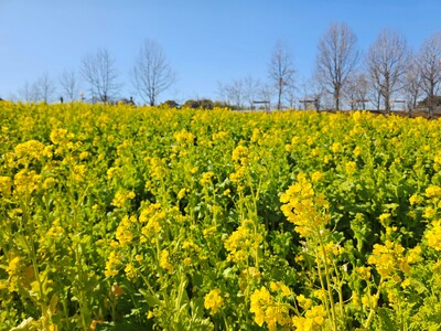 【菜の花・見ごろ】一足早い春を感じる”50万本の菜の花”【ハーベストの丘】