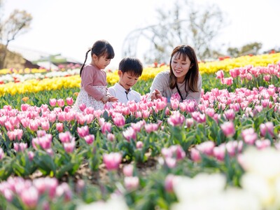 【今週見ごろ】春、満開。心も満開。”7万本のチューリップ” 色とりどりの春に包まれる【ハーベストの丘】