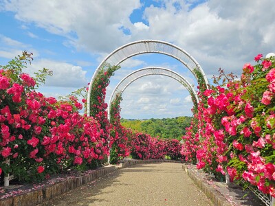 【まもなく見ごろ】初夏を彩る、華やかなバラの散歩道 ～バラロード～ 【ハーベストの丘】