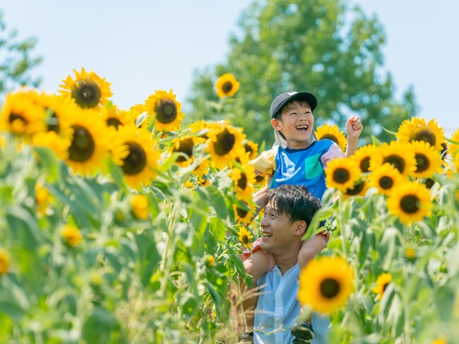 【8月開花予想】夏風に揺れる、ひまわりの丘～7万本のひまわり～【ハーベストの丘】