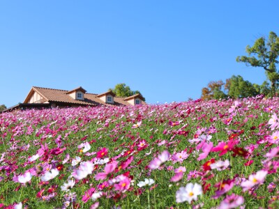 【11月初旬 そろそろ見ごろ】 秋空の下、50万本のコスモスが彩る花景色【ハーベストの丘】