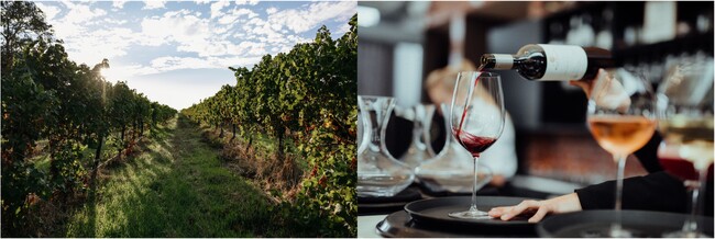 プレスリリース「西オーストラリア州のプレミアムワイン産地「マーガレットリバー」でワイン観光アワード「ワールド・50・ベスト・ヴィンヤード 2025」とワイン&美食の祭典「ペアード・マーガレットリバー」が11月開催！」のイメージ画像