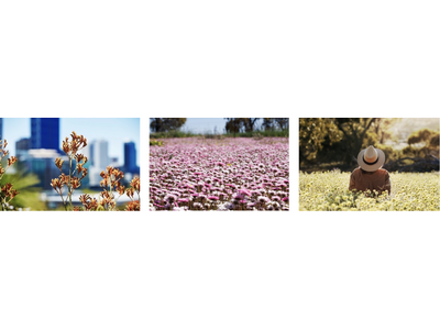 【ワイルドフラワーの楽園 西オーストラリア州】7月から12月中旬の開花シーズンに向けて、日本発の観賞ツア...