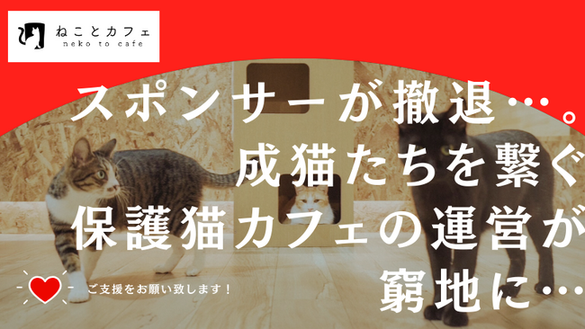 ご縁を繋ぐ保護猫カフェ【ねことカフェ】が望みをかけREADYFORでクラウドファンディングを開始！