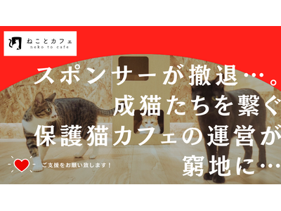 ご縁を繋ぐ保護猫カフェ【ねことカフェ】が望みをかけREADYFORでクラウドファンディングを開始！