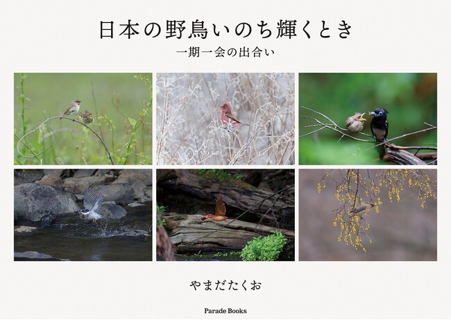 プレスリリース「他では見ることのできない貴重な野鳥の姿が満載の写真集『日本の野鳥いのち輝くとき』が発売。」のイメージ画像