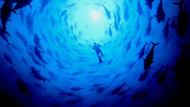 「四十八漁場」は提供するマグロを「完全養殖クロマグロ」に再度切り替えー水産資源の持続可能性への追求をコロナ禍来、本格的にリスタートー　’22/11/1～