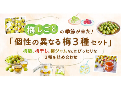 ポケットマルシェが梅しごとを楽しむ「個性の異なる梅3種セット」の販売を開始 6月14日(土)には訳あり梅...